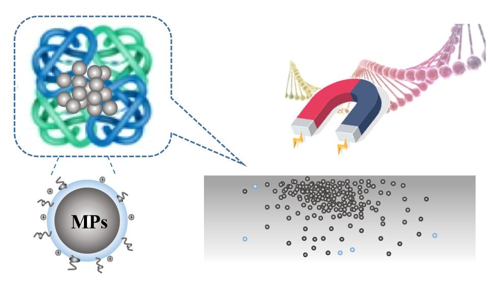 Custom Protein A Magnetic Beads Cd Bioparticles