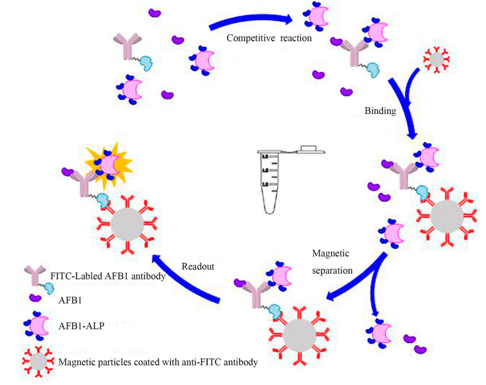 BeadBased Chemiluminescent Immunodetection of Aflatoxin B1