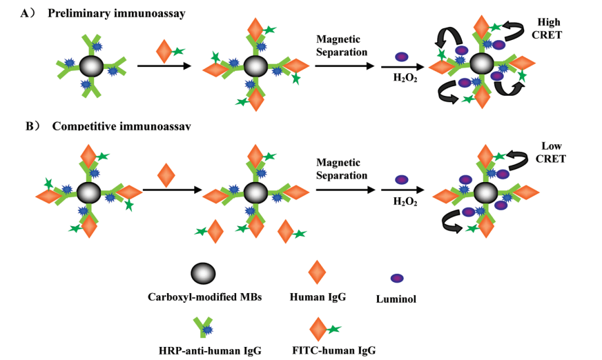 Magnetic Bead Based Chemiluminescent Immunodetection Of Immunoglobulin Cd Bioparticles 1856